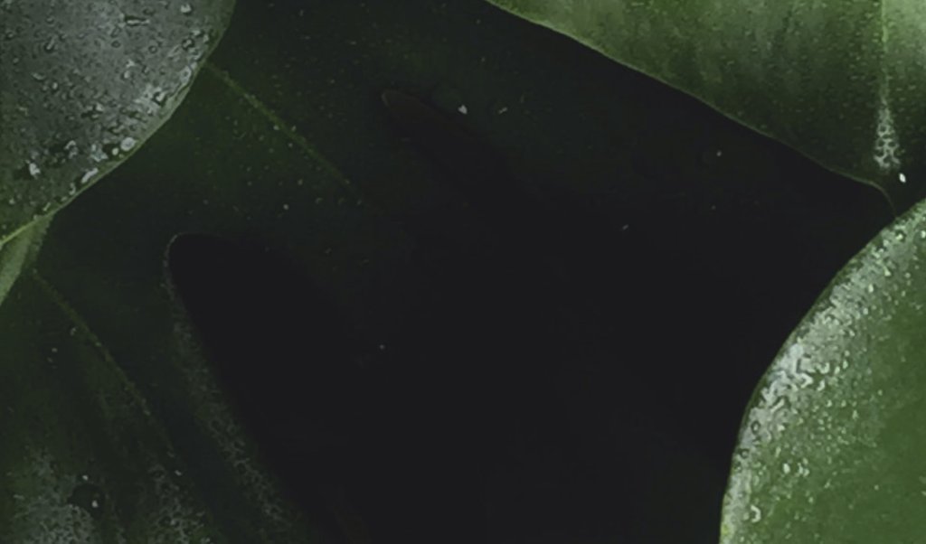 Blogindlæg fra Buchs